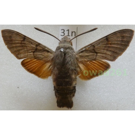 Macroglossum stellatarum (Linnaeus, 1758) Czech31n